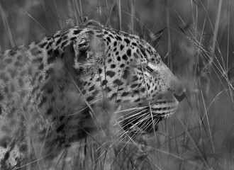Portrait of a leopard taken while walking in the grasses, Masai Mara.