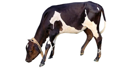 Holstein Friesian Cow (Bos taurus) Isolated on a White Background with Copy Text Space. Prominent Dairy Cattle Breed Element for Farm Posters, Cultural Themes, and Nature-Inspired Designs. PNG File