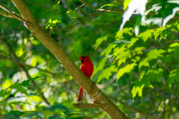 Northern Cardinal