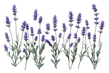 Naklejka premium Row of lavender plants in a digital illustration