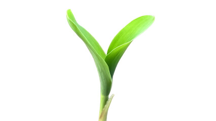 Young Corn Plant (Zea mays) Isolated on a White Background with Copy Text Space. Agricultural Crop Element for Farming Posters, Educational Themes, and Nature-Inspired Designs. PNG File
