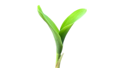 Young Corn Plant (Zea mays) Isolated on a White Background with Copy Text Space. Agricultural Crop Element for Farming Posters, Educational Themes, and Nature-Inspired Designs. PNG File
