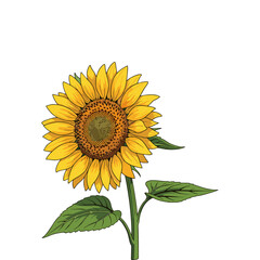 Obraz premium sunflower on white background