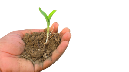 Hand Holding Young Corn Plant (Zea mays) with Fertile Soil Isolated on a White Background with Copy Text Space. Agricultural Growth Element for Farming Posters, Educational Themes, and Nature-Inspired