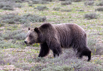 Grizzly Bear in Grand Teton National Park Wyoming in Springtime