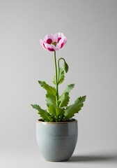 Opium Poppy Flower in Pot on Grey Background