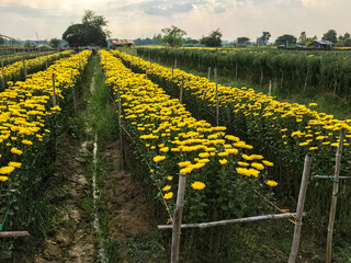 Yellow marigold flower field in full bloom ready for harvest at a rural farm.
