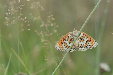Melitaea didyma | La Mélitée orangée
