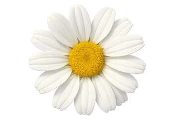 Fototapeta premium Single daisy flower with white petals and yellow center on transparent background