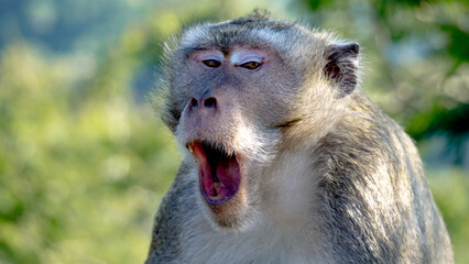 Macaca fascicularis (Monyet kra, kera ekor panjang, monyet ekor panjang) on the tree. These monkeys often form groups of up to 20-30 individuals.