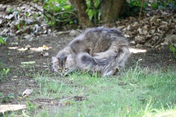 Long-hair brown cat exploring garden in summer