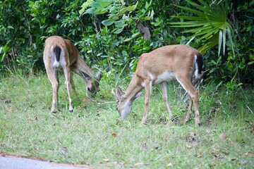 Key deers eating grass in Florida Keys