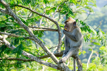 Macaca fascicularis (Monyet kra, kera ekor panjang, monyet ekor panjang) on the tree. These monkeys often form groups of up to 20-30 individuals.