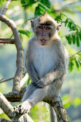 Macaca fascicularis (Monyet kra, kera ekor panjang, monyet ekor panjang) on the tree. These monkeys often form groups of up to 20-30 individuals.