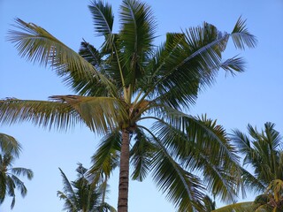 palm trees on blue sky