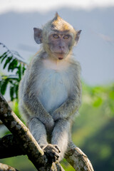 Macaca fascicularis (Monyet kra, kera ekor panjang, monyet ekor panjang) on the tree. These monkeys often form groups of up to 20-30 individuals.