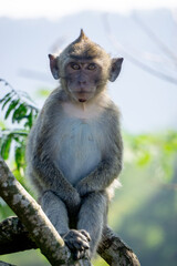 Macaca fascicularis (Monyet kra, kera ekor panjang, monyet ekor panjang) on the tree. These monkeys often form groups of up to 20-30 individuals.