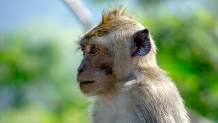 Macaca fascicularis (Monyet kra, kera ekor panjang, monyet ekor panjang) on the tree. These monkeys often form groups of up to 20-30 individuals.