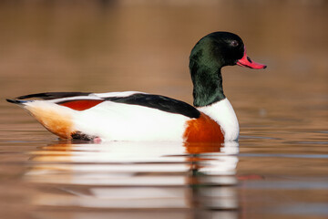 Common Shelduck (Tadorna tadorna) swimming on a calm water surface.