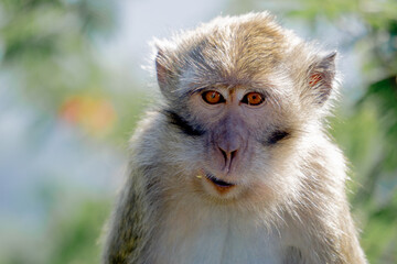 Macaca fascicularis (Monyet kra, kera ekor panjang, monyet ekor panjang) on the tree. These monkeys often form groups of up to 20-30 individuals.