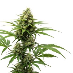 Close-up of a flourishing cannabis plant.