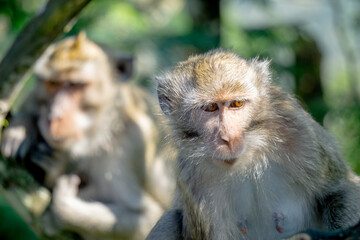 Macaca fascicularis (Monyet kra, kera ekor panjang, monyet ekor panjang) on the tree. These monkeys often form groups of up to 20-30 individuals.