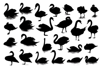 Various silhouettes of swans and ducks in diverse poses against a white background