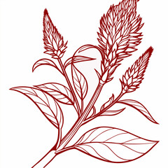 set of celosia red