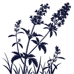 catmint nepeta faassenii on white background 