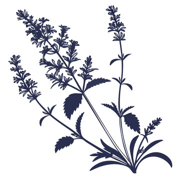 black and white catmint nepeta faassenii