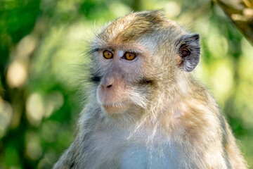 Macaca fascicularis (Monyet kra, kera ekor panjang, monyet ekor panjang) on the tree. These monkeys often form groups of up to 20-30 individuals.