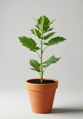 Obraz premium Young Plant in Terracotta Pot on Neutral Background