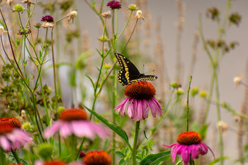 Swallowtail Butterfly on a Coneflower