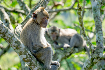 Macaca fascicularis (Monyet kra, kera ekor panjang, monyet ekor panjang) on the tree. These monkeys often form groups of up to 20-30 individuals.