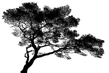 Silhouette of a large tree against a white background, showcasing intricate branches and leaves