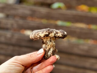 hand holding a forest mushroom
