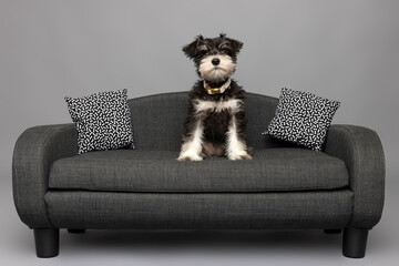 Miniature Schnauzer Puppy Sitting on Gray Sofa with Cushions