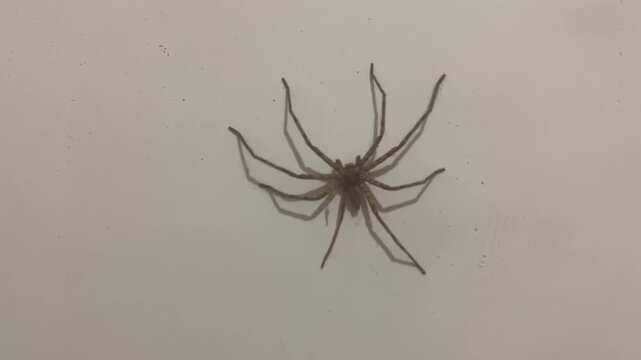 Large brown spider resting motionless on a clean white wall in an indoor environment