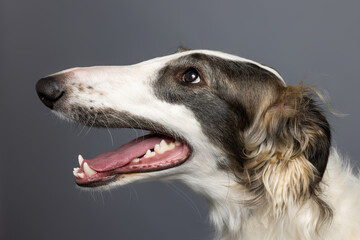 Side Profile of White Borzoi Dog on Gray Studio Background