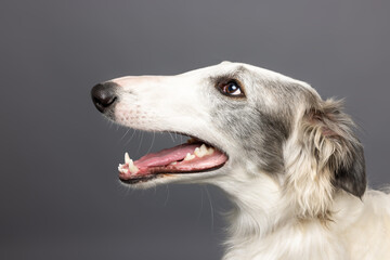Side Profile of Borzoi Dog with Black Markings on Gray Background