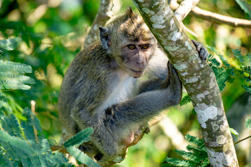 Macaca fascicularis (Monyet kra, kera ekor panjang, monyet ekor panjang) on the tree. These monkeys often form groups of up to 20-30 individuals.