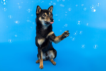 Playful Shiba Inu Dog Raising Paw with Bubbles on Blue Background
