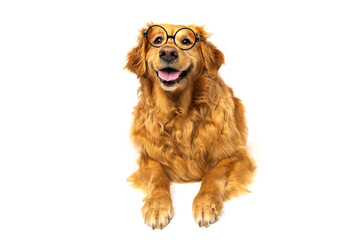Golden Retriever Dog Wearing Glasses on White Studio Background