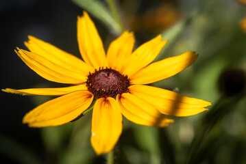 Black eyed susan