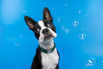 Boston Terrier Dog with Head Tilt and Bubbles on Blue Background