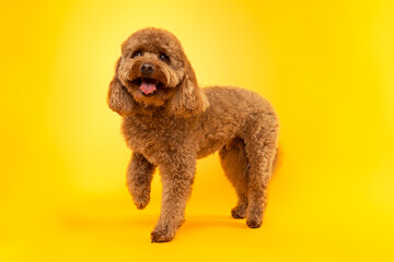 Happy Poodle Dog Standing on Bright Yellow Studio Background