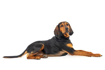 Relaxed Black and Tan Coonhound on White