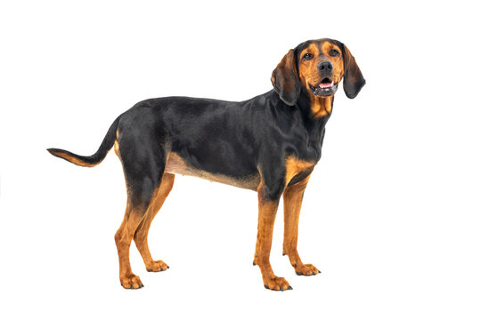 Black and Tan Coonhound Standing