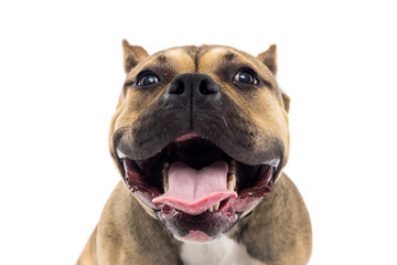 Obraz premium Excited Bulldog with Open Mouth