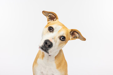 Dog Tilting Head in Curiosity